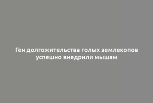 Ген долгожительства голых землекопов успешно внедрили мышам